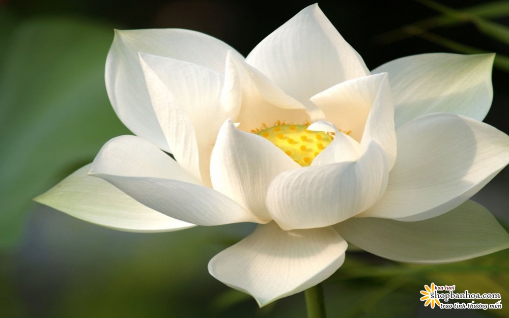 Bó hoa sen trắng là một trong những lựa chọn tuyệt vời cho các dịp đặc biệt, như cưới hỏi, sinh nhật hay kỉ niệm. Sự kết hợp tuyệt vời của cánh hoa trắng tinh khiết và lá xanh tươi sẽ tạo nên một bó hoa đẹp và sang trọng, để những dịp đặc biệt của bạn trở nên đáng nhớ.